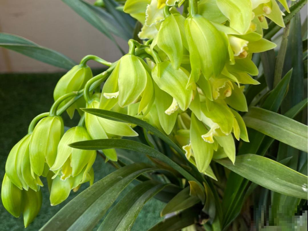 大花蕙兰太贵,掉个花苞都心疼,快来注意这3点! 大花蕙兰太贵,掉个花苞都心疼,快来注意这3点!