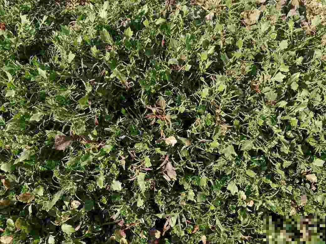 春天来一盘荠菜,变着花样做,好处特别多 春天来一盘荠菜,变着花样做,好处特别多