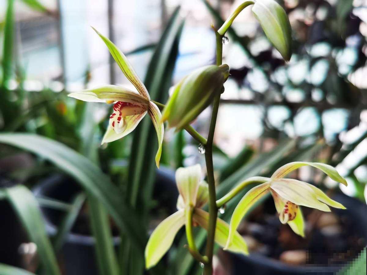 3种花新手还是放弃吧,买了就等于浪费钱,很难养活 3种花新手还是放弃吧,买了就等于浪费钱,很难养活