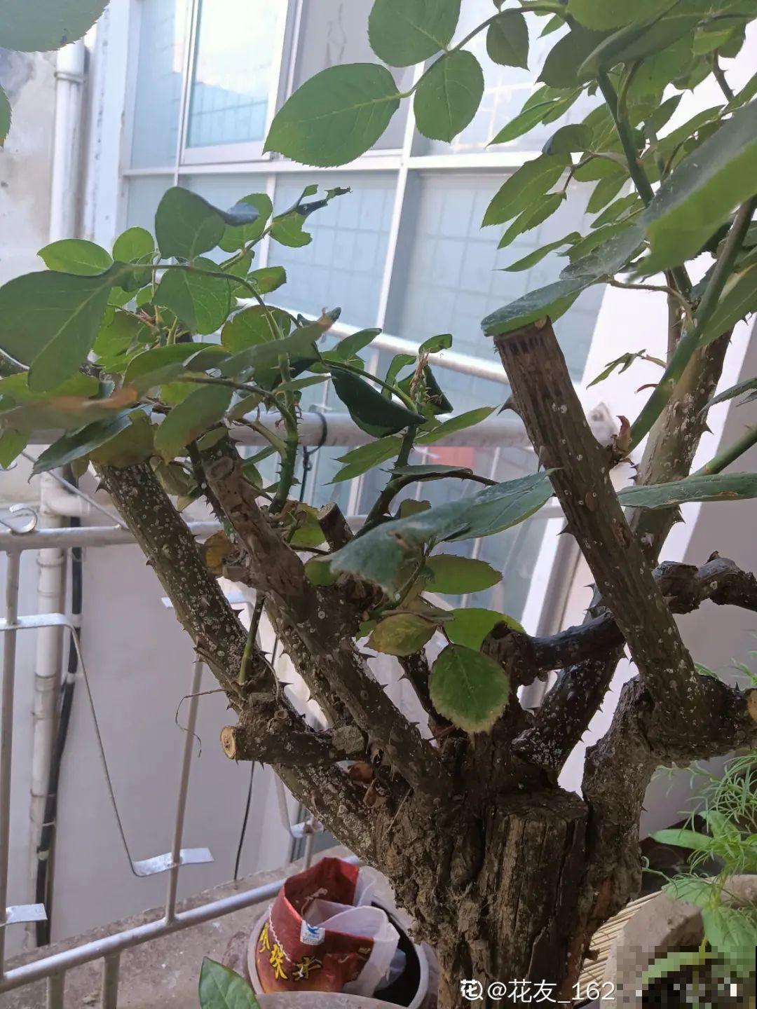 君子兰喝点油,爆花效果好,年年开出大花球 君子兰喝点油,爆花效果好,年年开出大花球