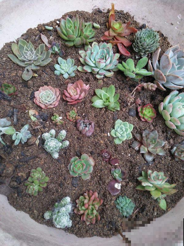 春天给花施肥，氮磷钾3种肥不用买，其实你家就有