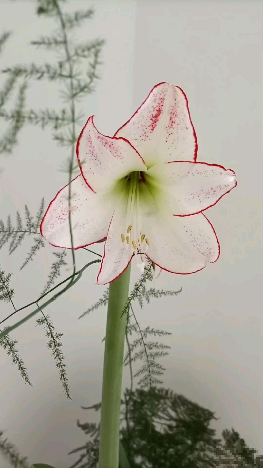 买花要挑好品种,预算充足就买这5种,不行就别买了 买花要挑好品种,预算充足就买这5种,不行就别买了