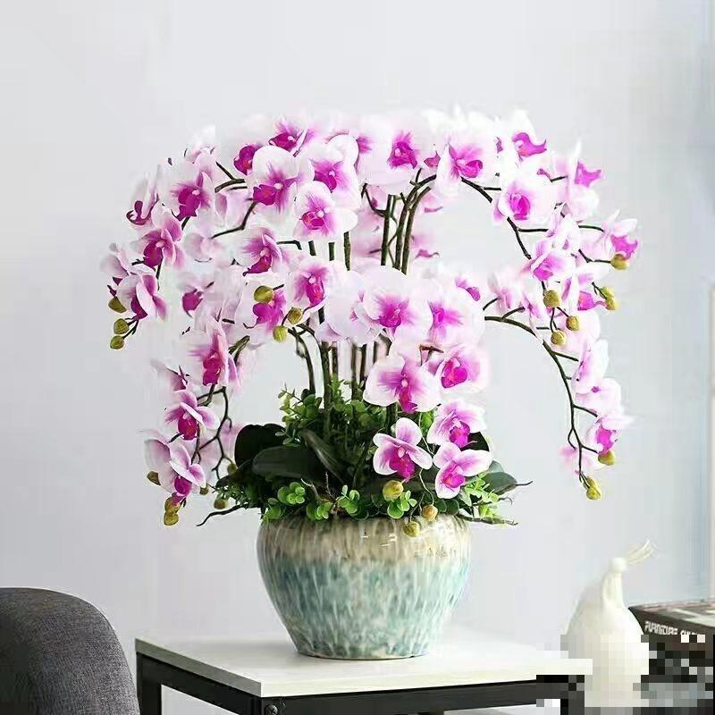 蝴蝶兰的叶子软了,主要和这3点有关,及时处理还有救 蝴蝶兰的叶子软了,主要和这3点有关,及时处理还有救