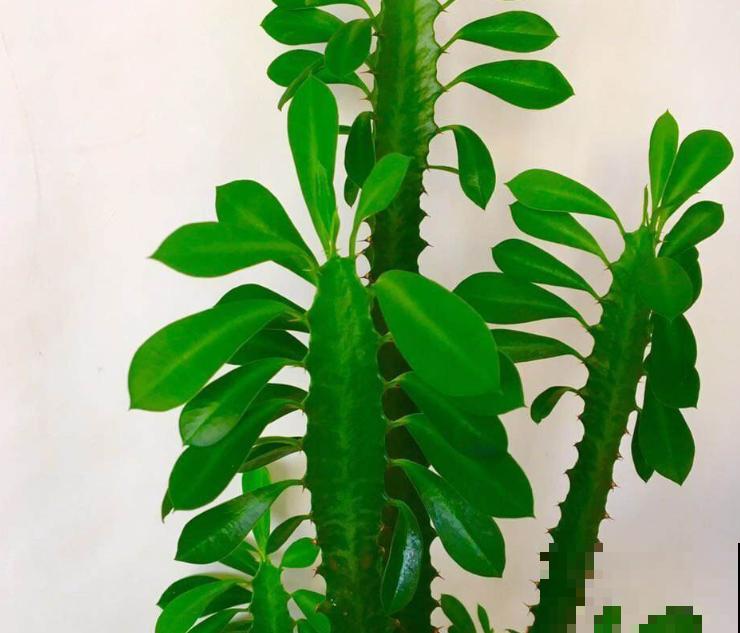 龙骨扦插困难，抓紧学会这4步，让扦插变轻松