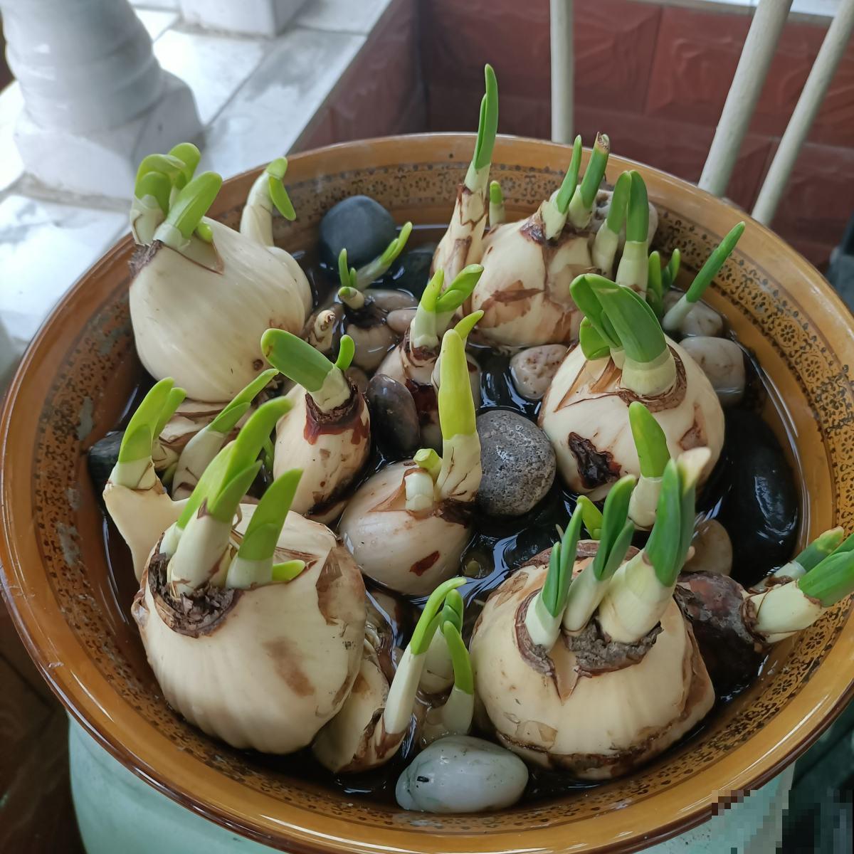 价格很高的年货花,贵气十足,买的人一定家里有矿 价格很高的年货花,贵气十足,买的人一定家里有矿