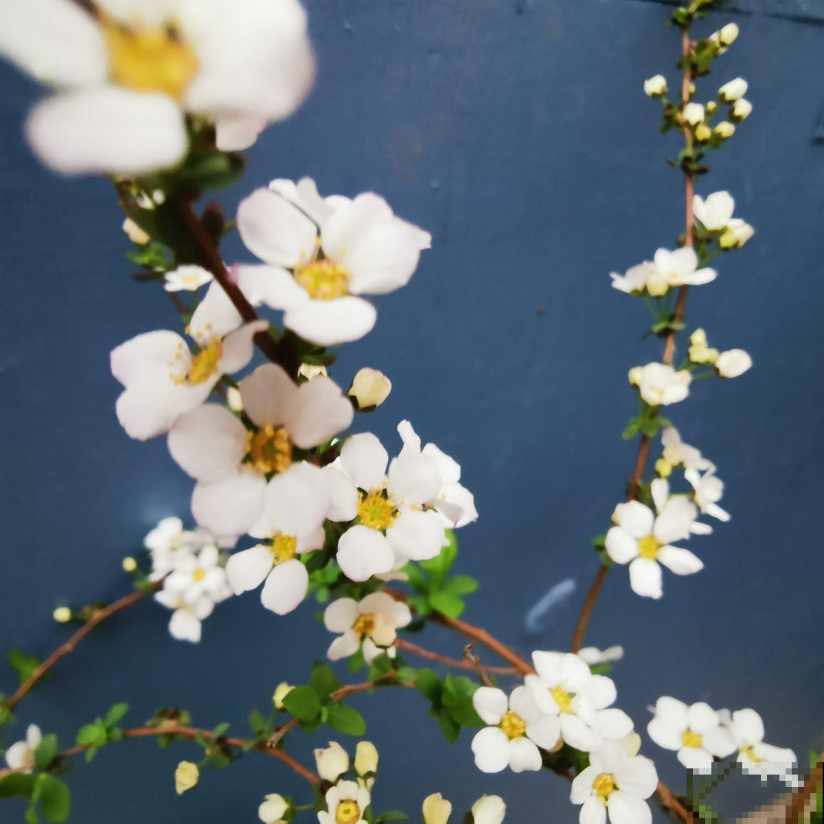 这3种吉祥花,过年必入,放在家里吉祥又如意 这3种吉祥花,过年必入,放在家里吉祥又如意