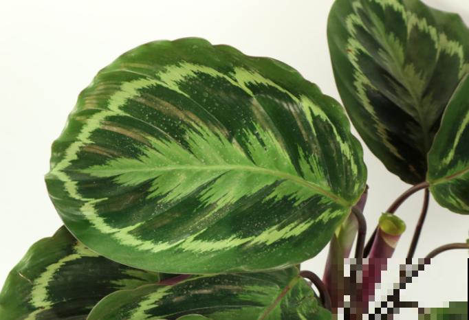 家里养盆竹芋，叶子美的像油画，不会养赶紧学会这5步