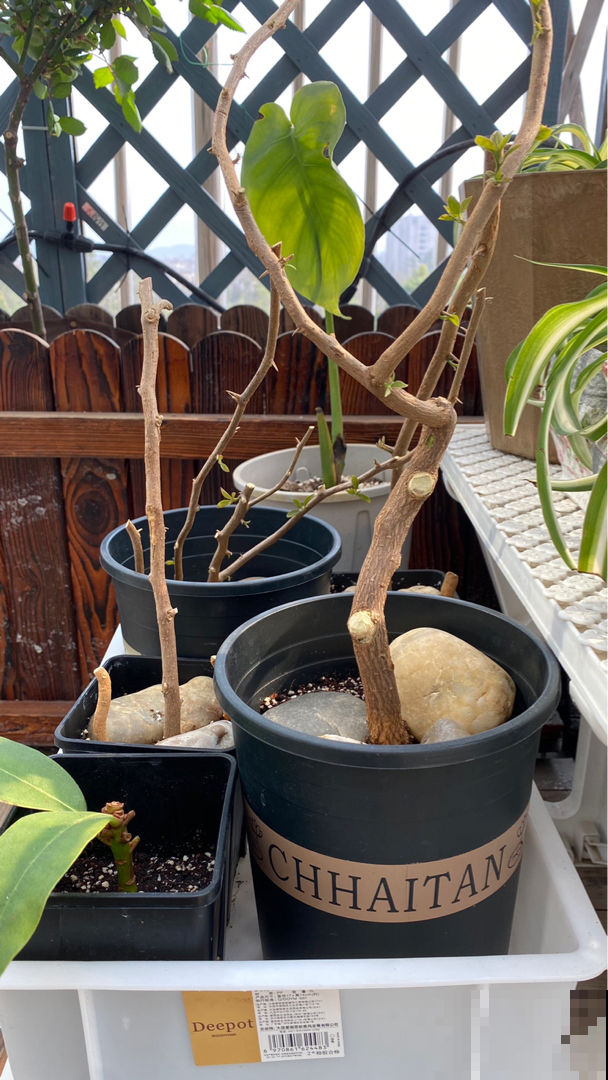 扦插总黑杆,4个方法秒变扦插“金手指”,插多少活多少 扦插总黑杆,4个方法秒变扦插“金手指”,插多少活多少