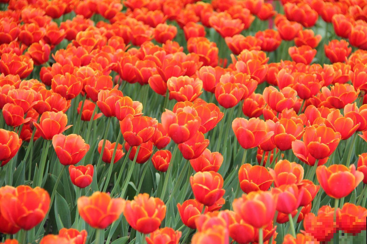 4种花太美丽，亲戚来拜年还以为是假花，忍不住上手摸