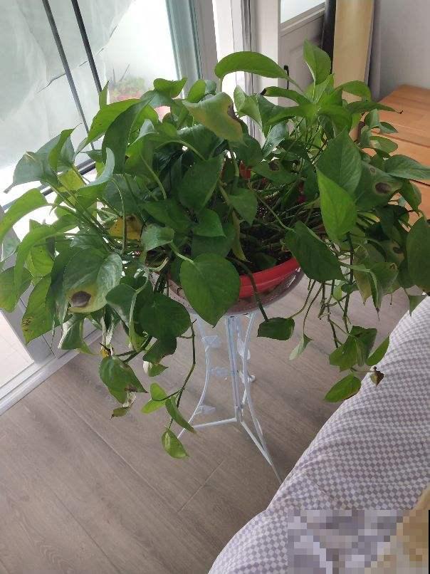 适合养在卧室的4种花，睡眠质量大提升，养人养身心