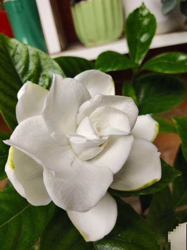 常见的3种花，不开花的原因很多，改改方法就能开