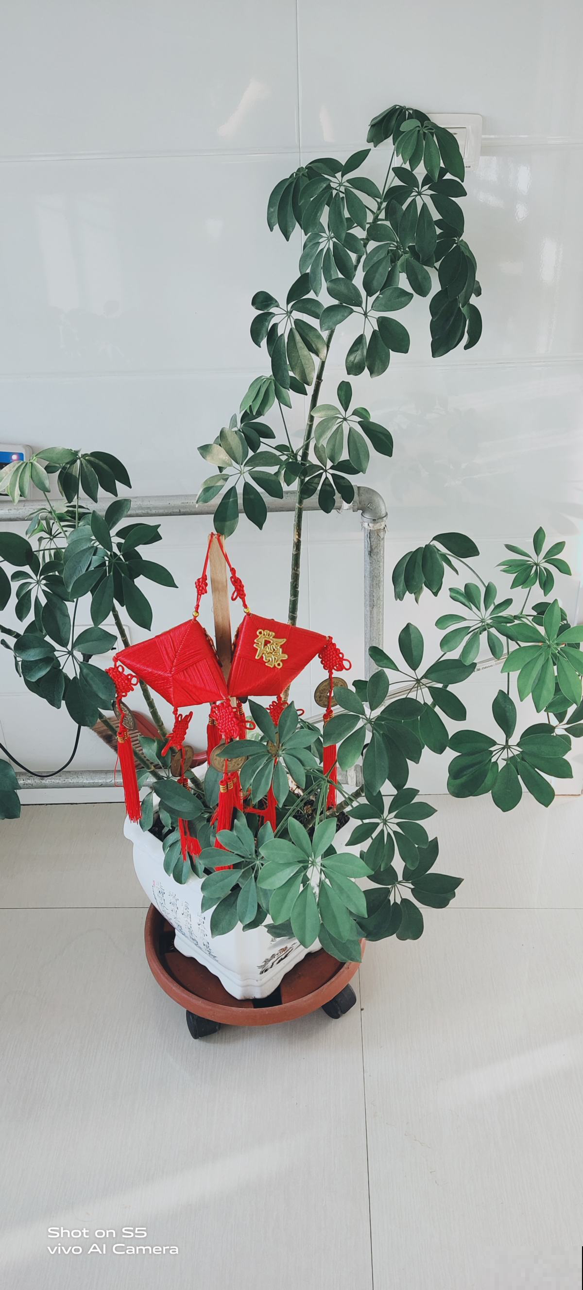 家养植物千千万,这30种都养过的,就是养花大神 家养植物千千万,这30种都养过的,就是养花大神