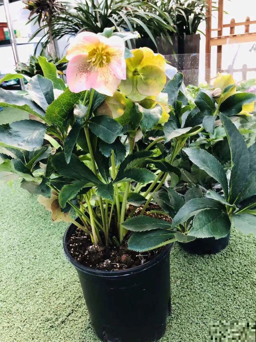 年前不敢买的“贵货花”，现在捡漏，价格低到“不可思议”