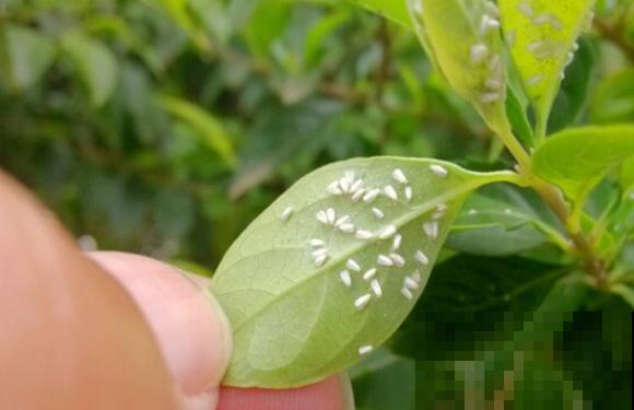 春天请个“护花神”,杀虫效果好,安全放心无污染 春天请个“护花神”,杀虫效果好,安全放心无污染