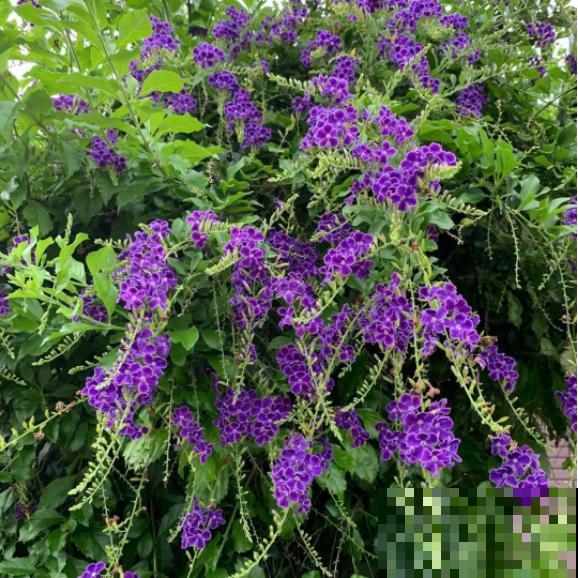 蕾丝金露花，耐热耐晒耐修剪，剪几下，变成“爆盆花”！