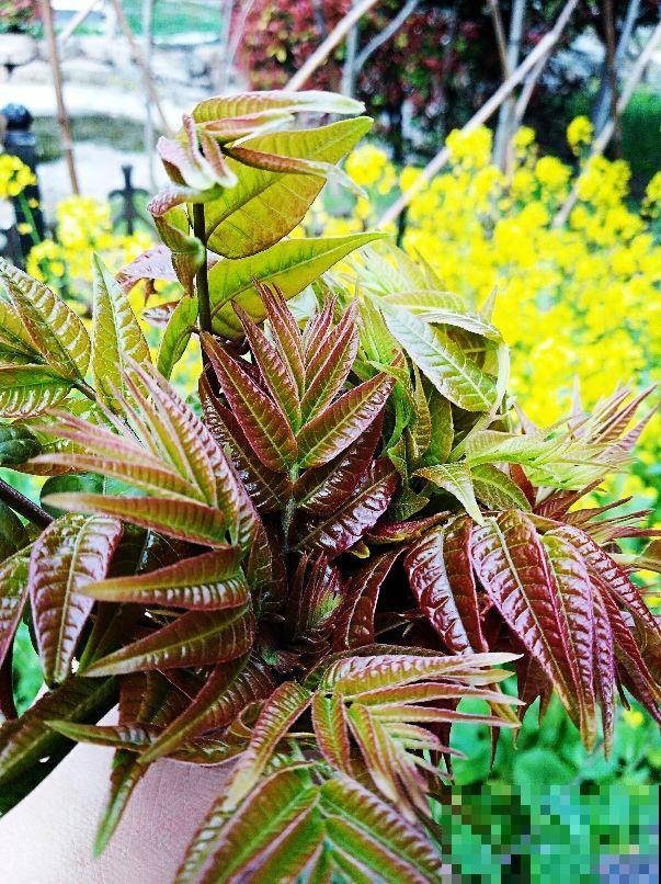 3种花掐掉嫩芽，调料一拌太香，一口鲜味等一年