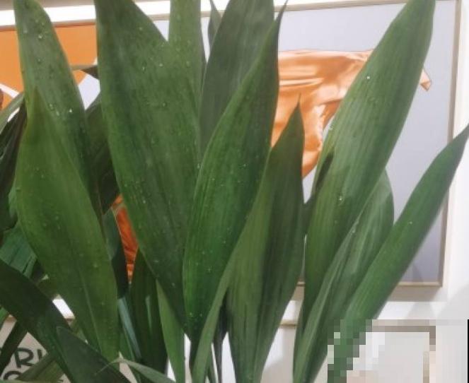 家里养殖一叶兰，注意这3点，长势才能旺