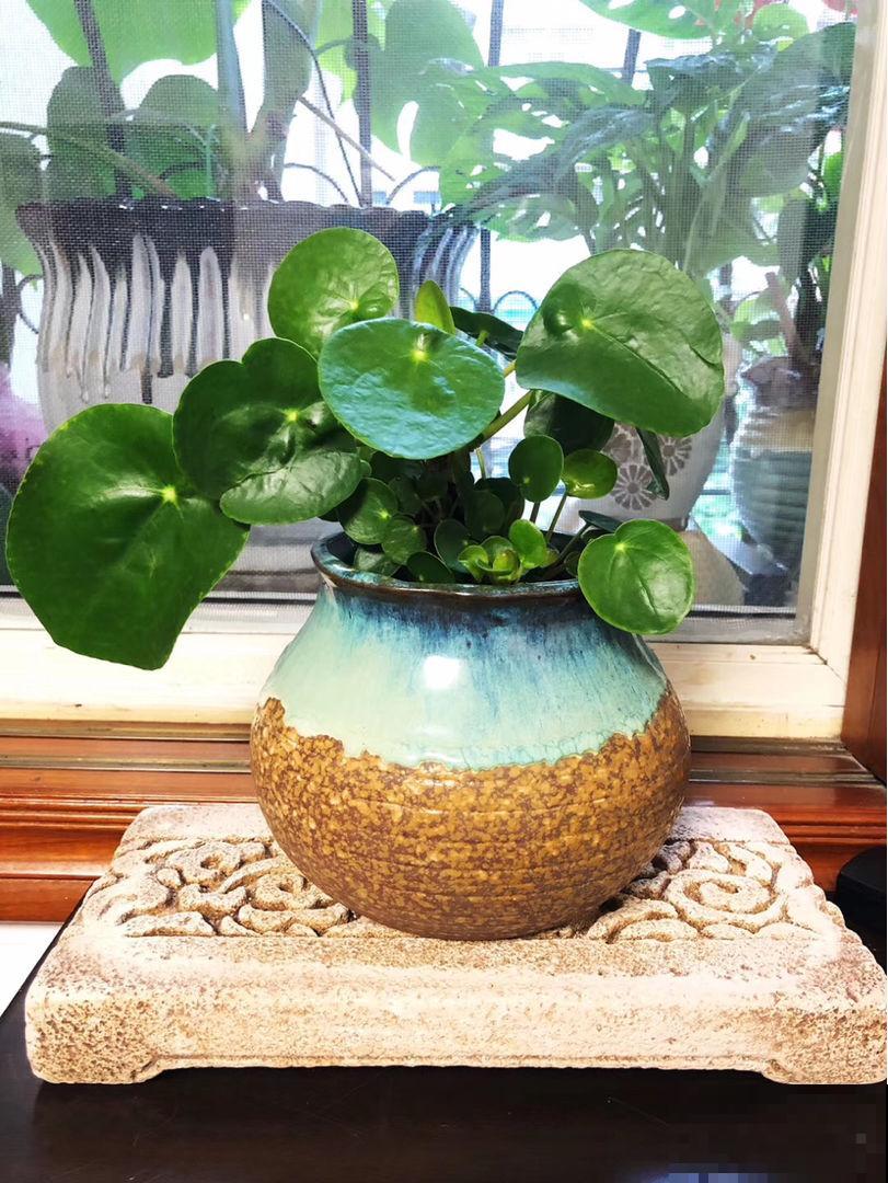 清新可爱的镜面草，国内当野草，国外当个宝，生机感十足