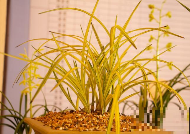 兰花叶上有白色颗粒,可能是蚧壳虫,要想清除这3点要知道 兰花叶上有白色颗粒,可能是蚧壳虫,要想清除这3点要知道