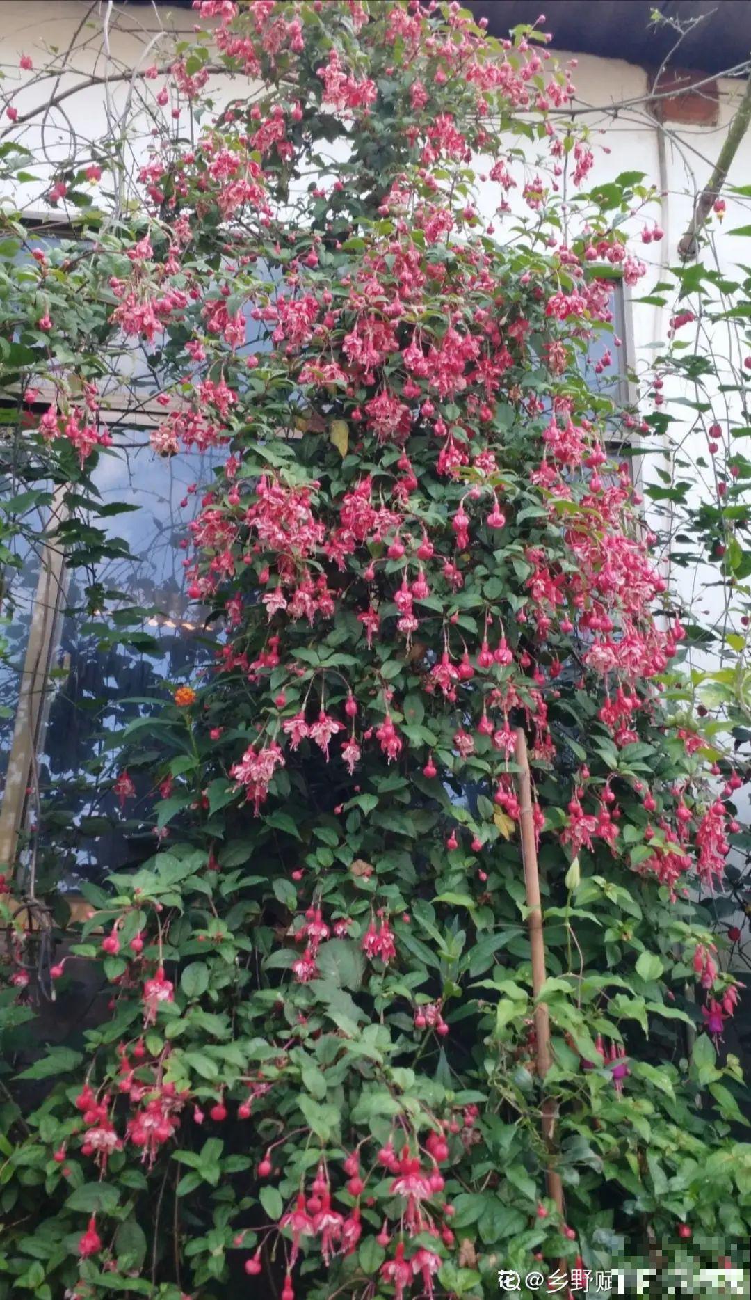 1种花春天开挂了，满盆都是小灯笼，吊起来养美翻天