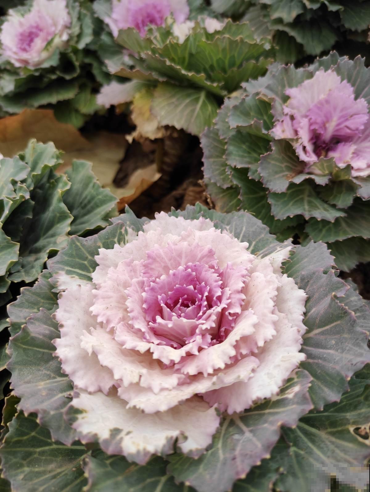 适合短时间养殖的4种花，再心疼开败了也要扔