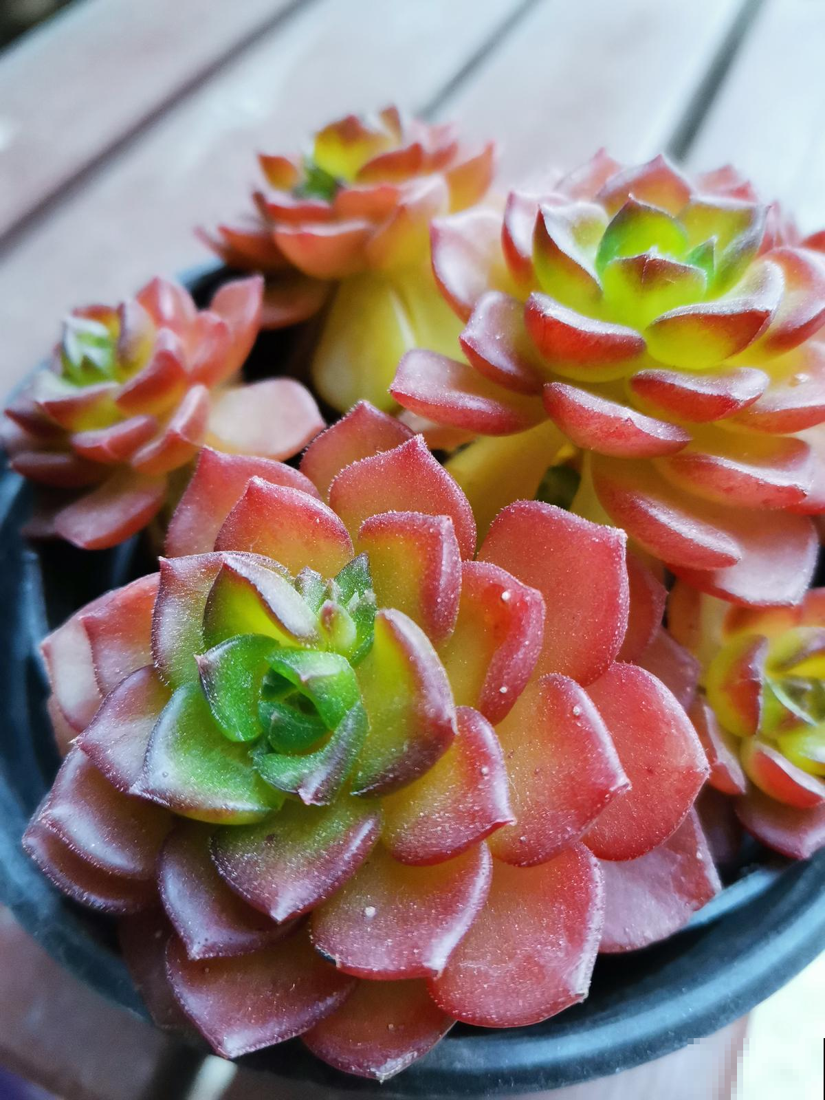 3种多肉色彩相当丰富，漂亮又好养，分分钟治愈你的心