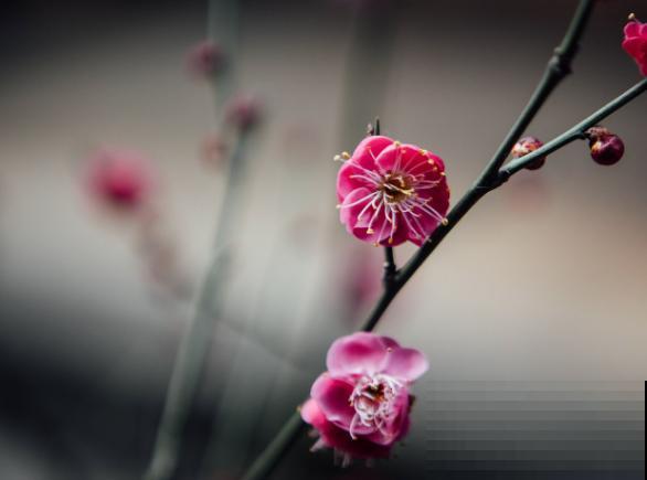 这4种树开花最香,快在门口养几颗,花香四溢 这4种树开花最香,快在门口养几颗,花香四溢