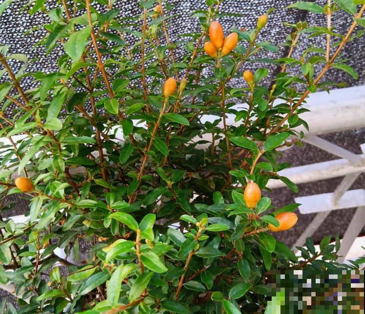 养石榴要注意4个方面，开花又红又大，喜庆又吉祥