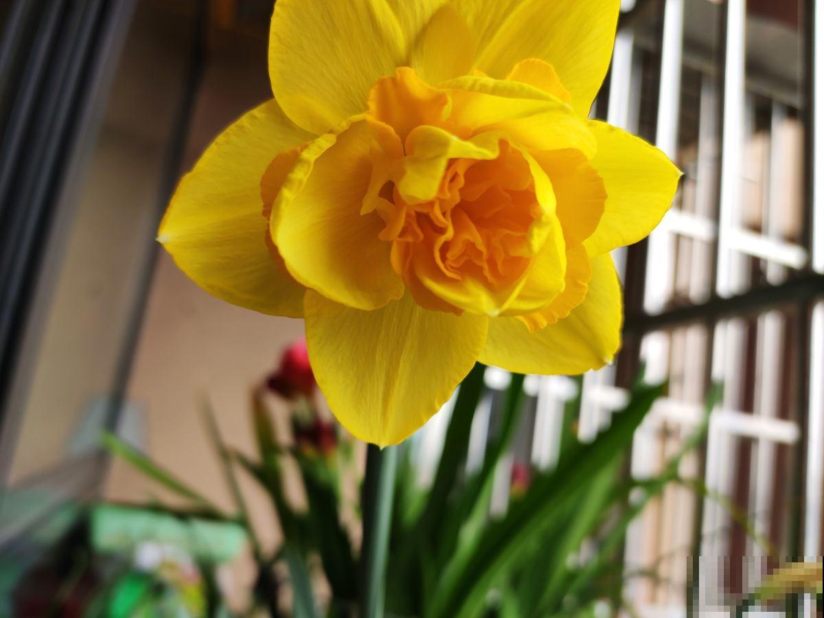 特难养的年宵花，看着是好看，买回家就是冤大头，很快就养死