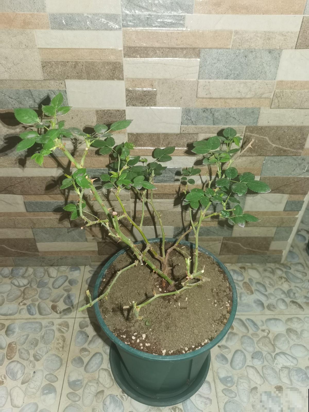 肥料中的“3个宝”,用好了植物呼呼长,关键是不伤根 肥料中的“3个宝”,用好了植物呼呼长,关键是不伤根