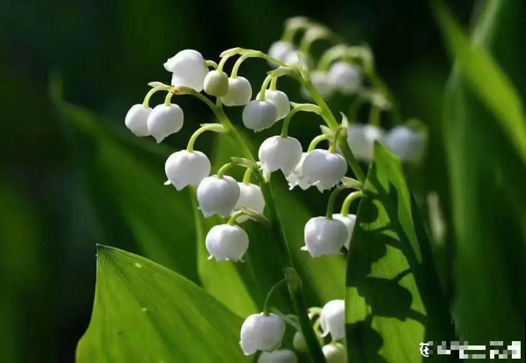 家里的花别乱放，放错地方，容易把花养死！