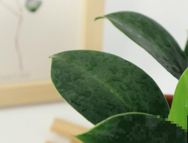 金钻品种绿公主，养殖注意这3点，轻松养殖