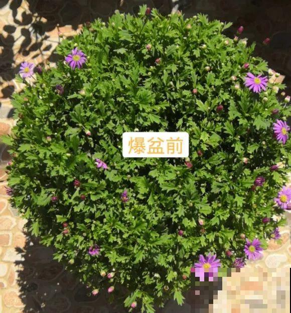 草花中的“小霸王”,耐热耐寒耐阴,开花能开大半年! 草花中的“小霸王”,耐热耐寒耐阴,开花能开大半年!