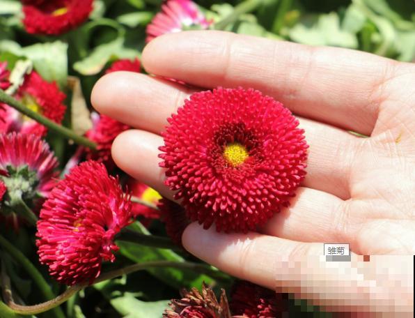 草坪花卉有很多，这5种很常见，开花超美