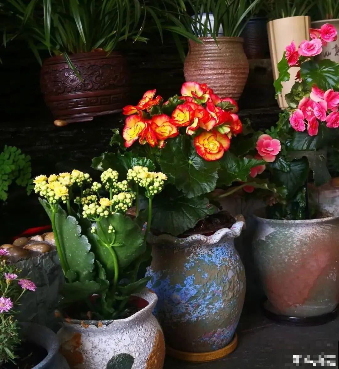 10种过年花，湿养能活命，干养会送命！