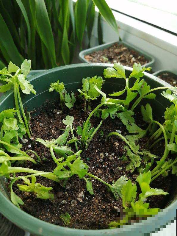 4种蔬菜种家里，足不出户也能养活一家，冬天管够