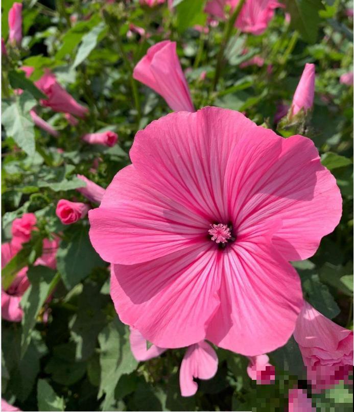三月花葵“银杯”花,一开耀眼夺目,美上天了! 三月花葵“银杯”花,一开耀眼夺目,美上天了!