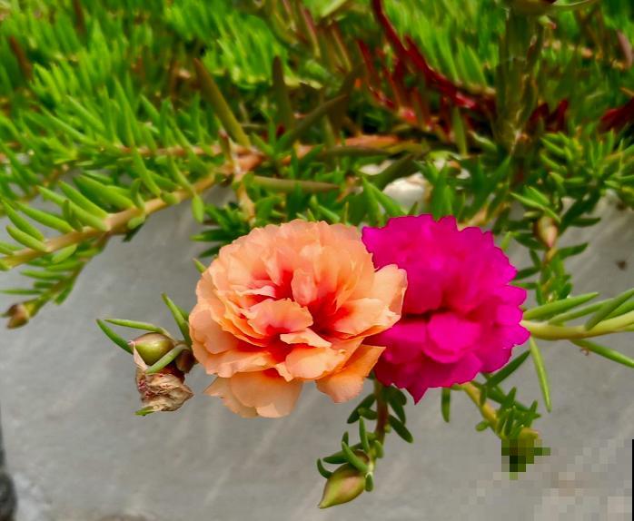 现在栽种5种花，初夏就能开成花海，再不种就晚了