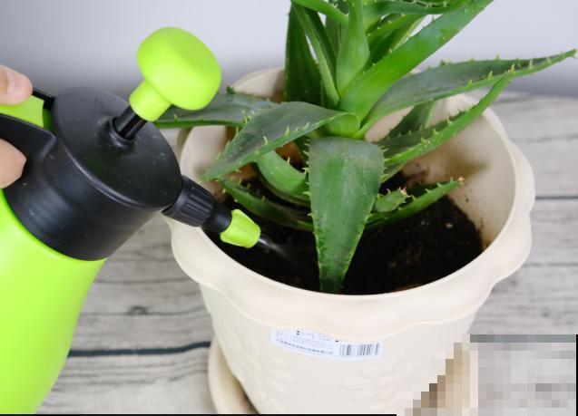 种植芦荟很简单，把握好这4点，轻松养殖更旺盛