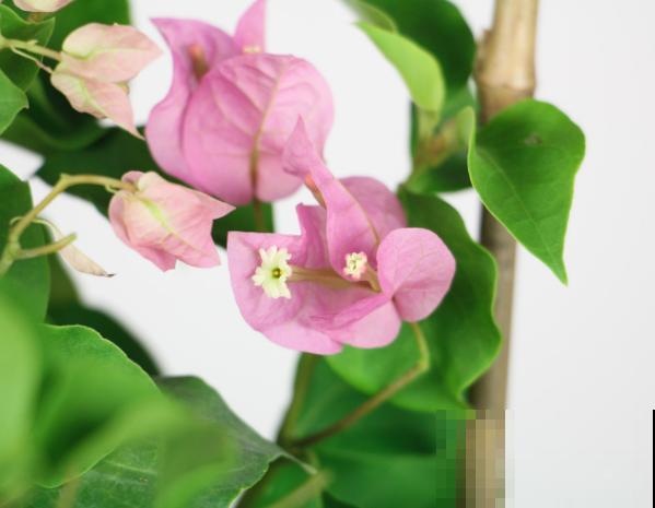 家里养殖三角梅,注意这4点,植株开花多 家里养殖三角梅,注意这4点,植株开花多