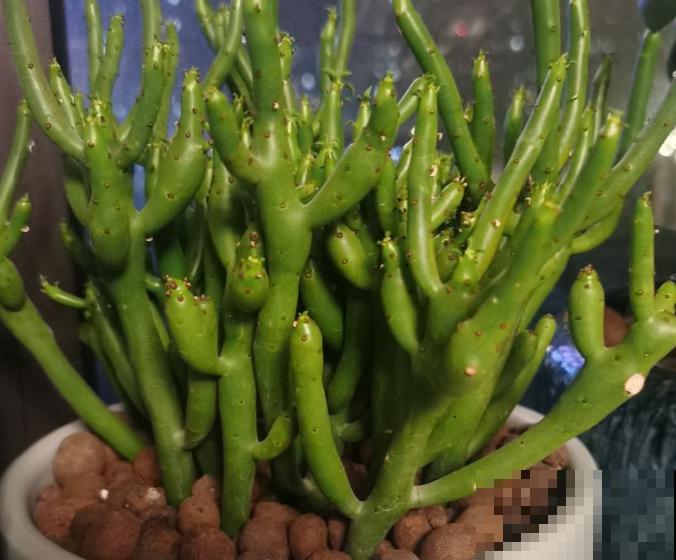 光棍树烂根不着急,处理好这5步,轻松挽救 光棍树烂根不着急,处理好这5步,轻松挽救