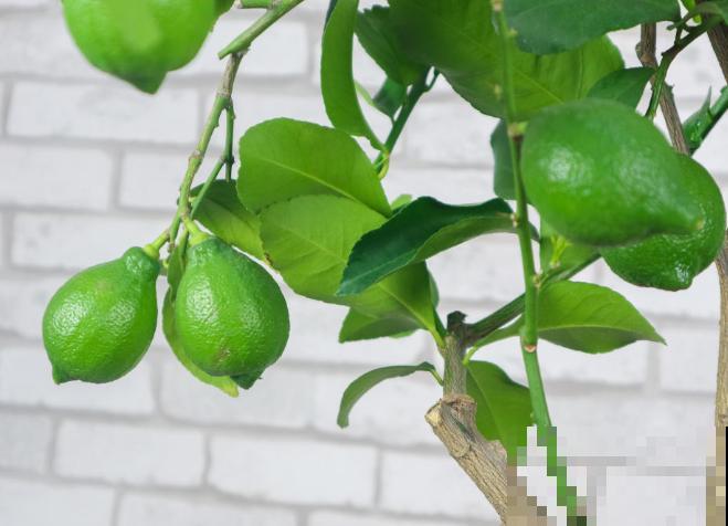 室内盆栽柠檬树,总掉叶子不要怕,做好这4点轻松养护 室内盆栽柠檬树,总掉叶子不要怕,做好这4点轻松养护