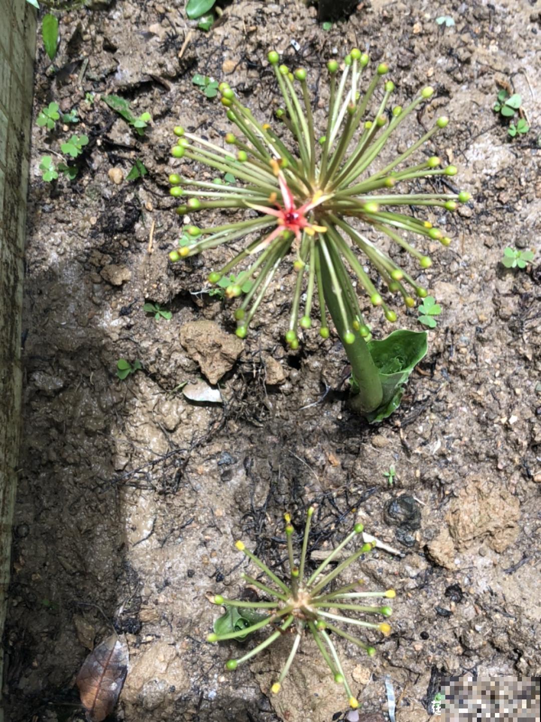 过年烟花没看够，快养这9种花，开花更美