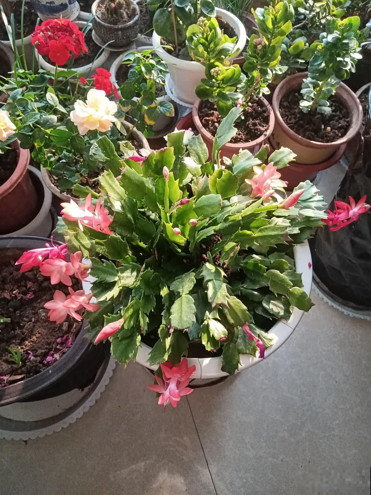 20种常见花的浇水方式,一句话就概括,简单好记 20种常见花的浇水方式,一句话就概括,简单好记