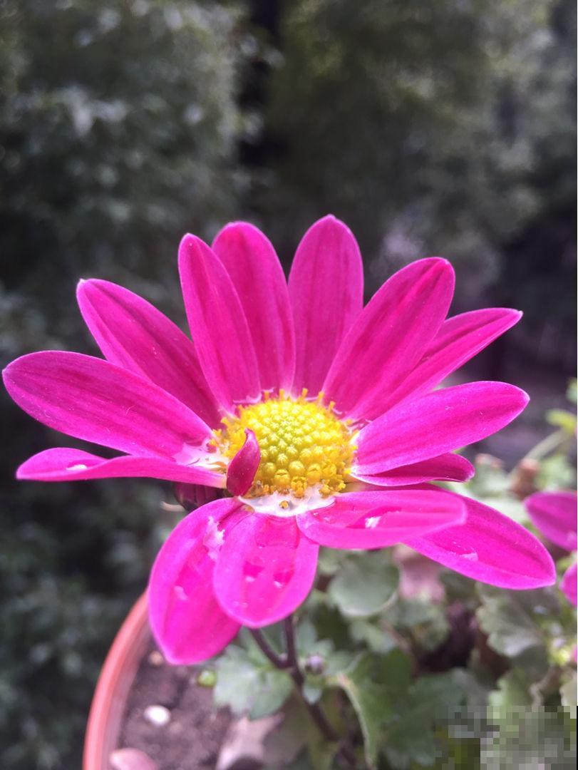 养花时，浇水方法很重要，7个禁忌要规避