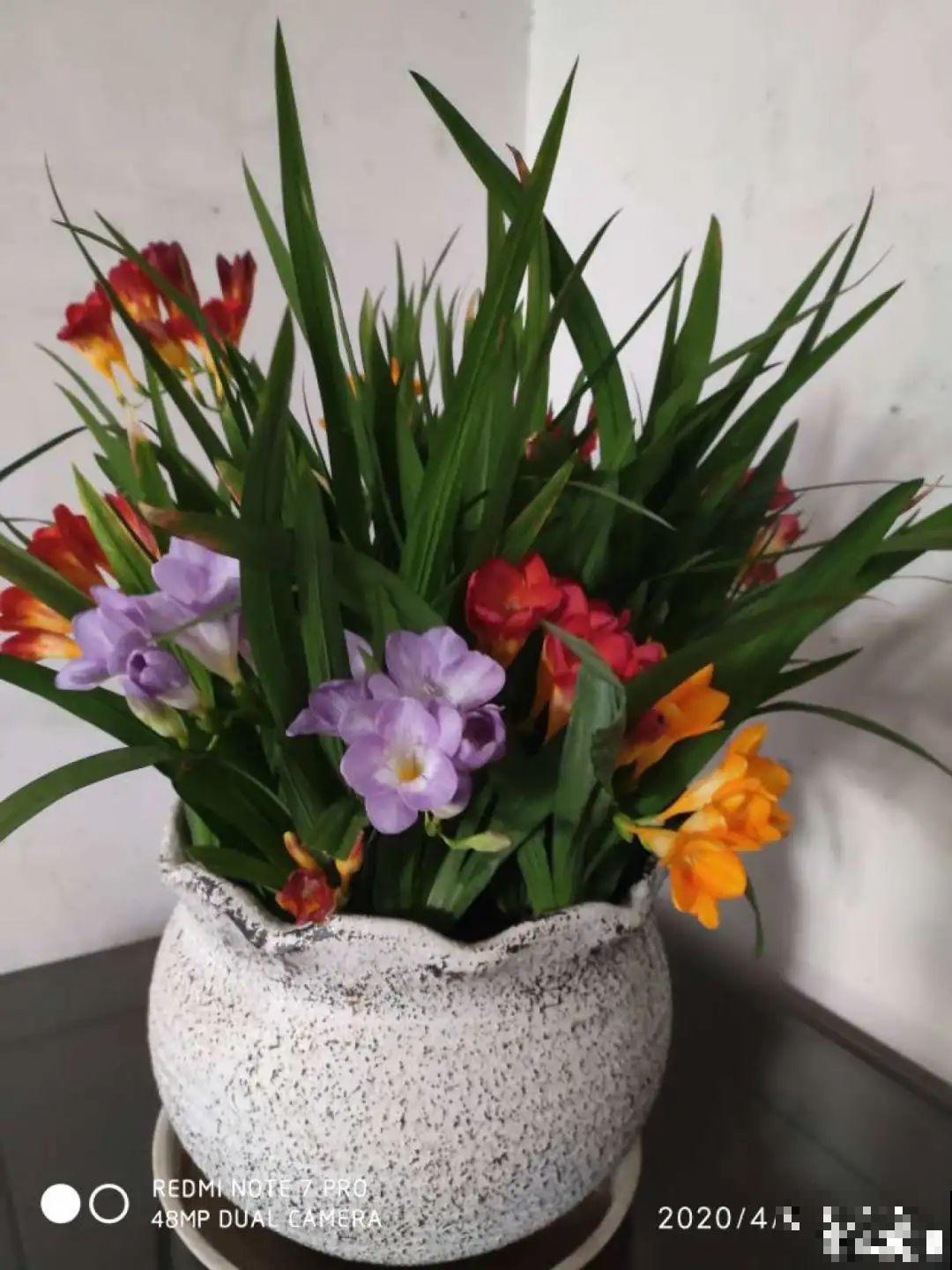 花68888元买棵桔子树，新年沾满“桔气”，来年“大吉大利”！