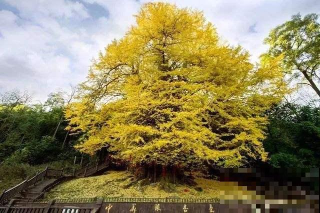 惊艳全球的8棵树,最老一棵上千年,美得无法言说 惊艳全球的8棵树,最老一棵上千年,美得无法言说