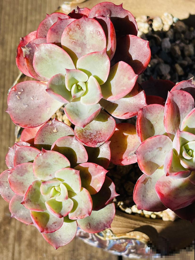 养花时，浇水方法很重要，7个禁忌要规避