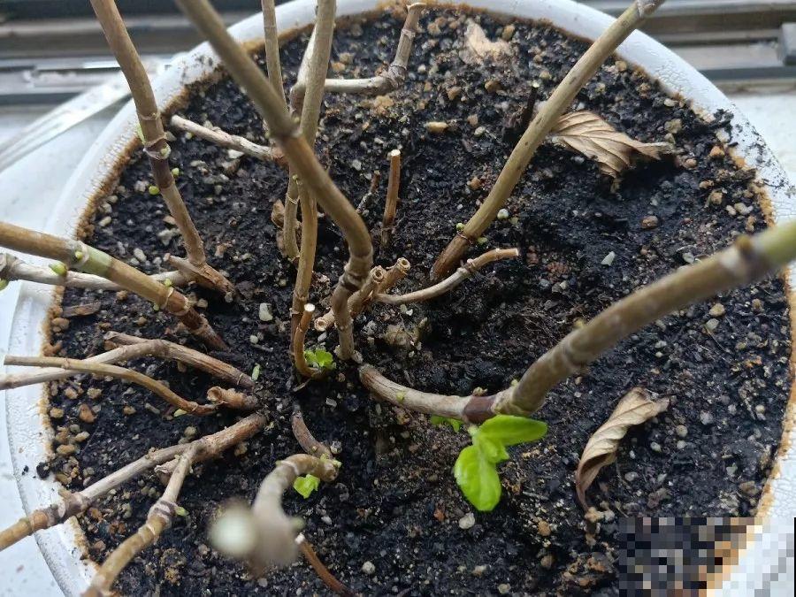 花园三剑客也要换盆,越冷长得越旺,明年呼呼开花 花园三剑客也要换盆,越冷长得越旺,明年呼呼开花