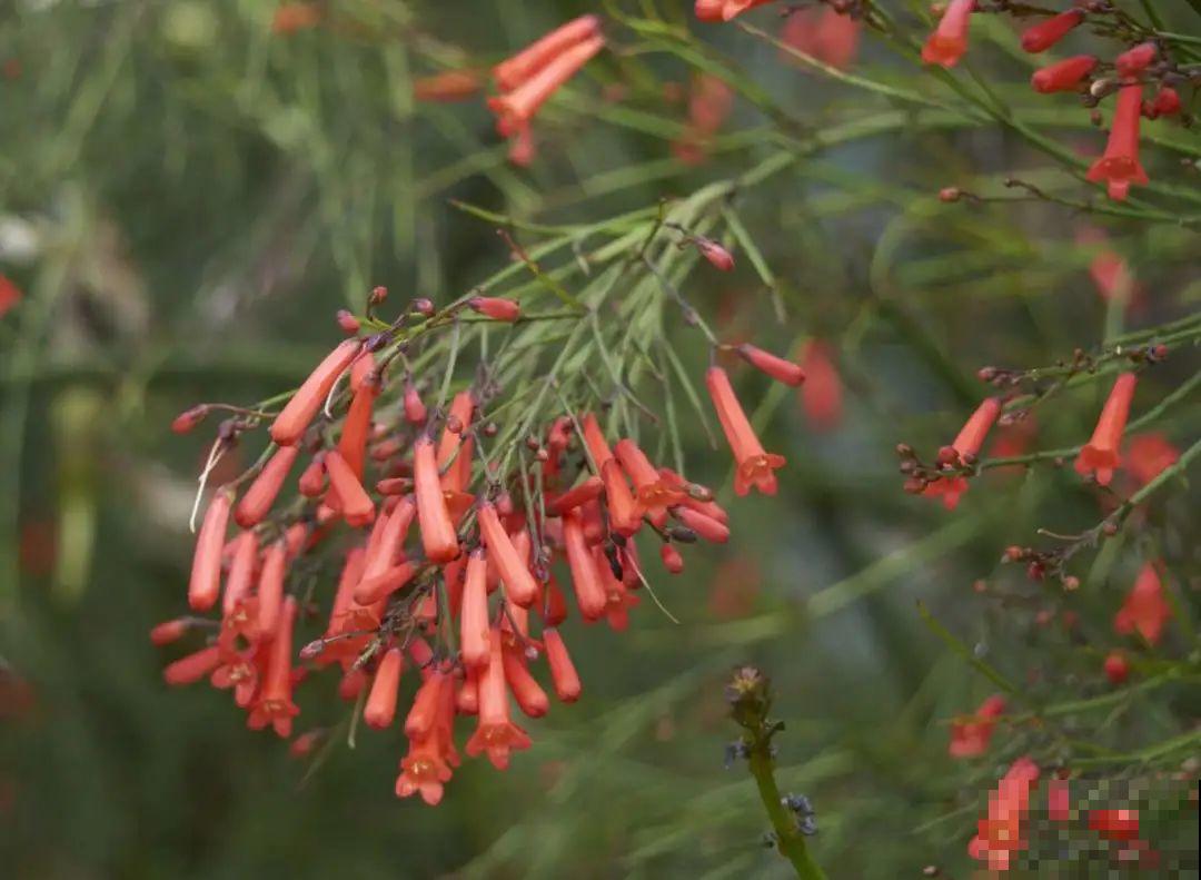过年烟花没看够，快养这9种花，开花更美